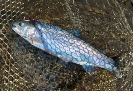 エキスパートエリアで大物にチャレンジ ～平谷湖フィッシングスポット～